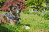 Lightning And Thunder Bandana