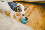 Lightning And Thunder Bandana